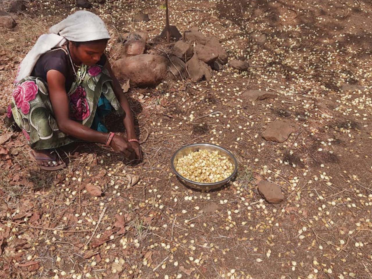 Mahua flowers